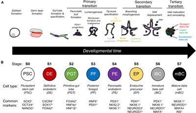 Developmentally-Inspired Biomimetic Culture Models to Produce Functional Islet-Like Cells From Pluripotent Precursors